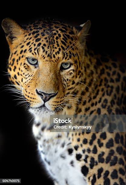 Leopard Stock Photo - Download Image Now - Africa, Animal, Animal Themes -  iStock