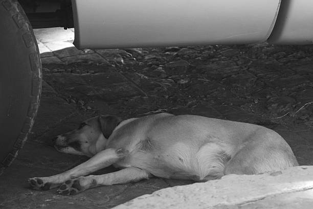 istock Dog sleeping on the street 504740273