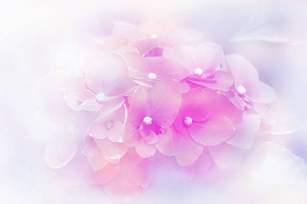 istock Colorful  hydrangea blossoms in blur background 504741113