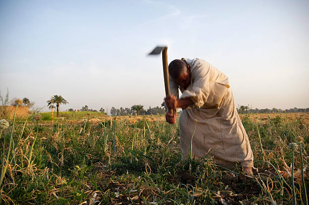 Close up shot of gardener hands holding a metal rake in the garden, to prepare the soil for planting