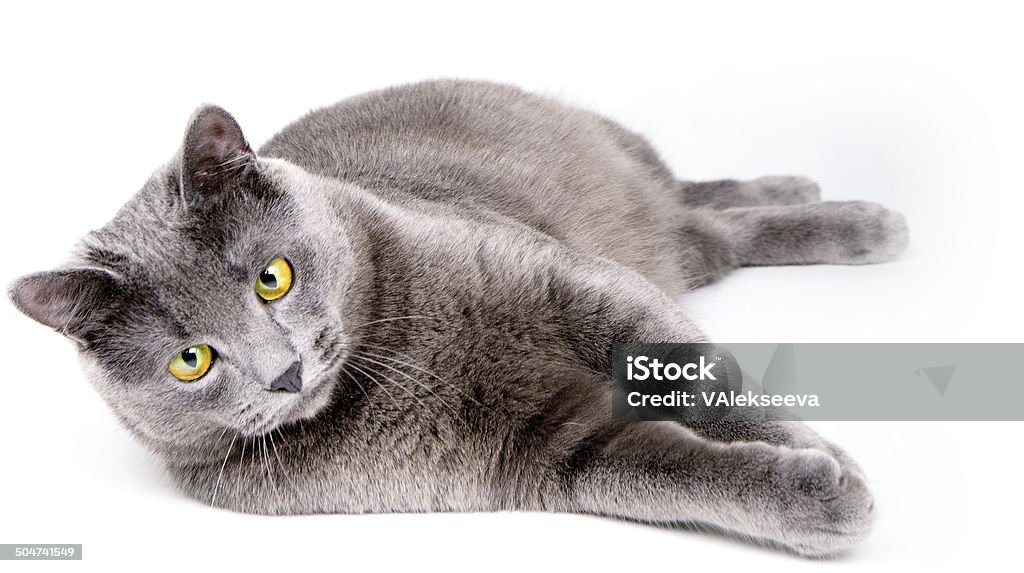 gray cat (Серый кот) Gray cat sleeping on white background (Серый кот спит на белом фоне) Animal Stock Photo