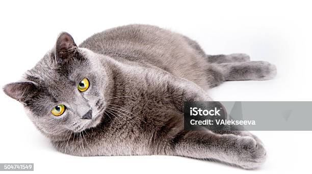 Gray Cat Stock Photo - Download Image Now - Animal, Animal Themes, Animal Whisker