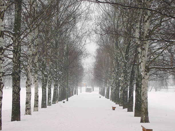 istock alley of  birch 504741773