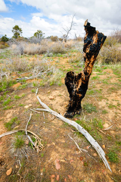 istock Mesa Verde National Park 504741934