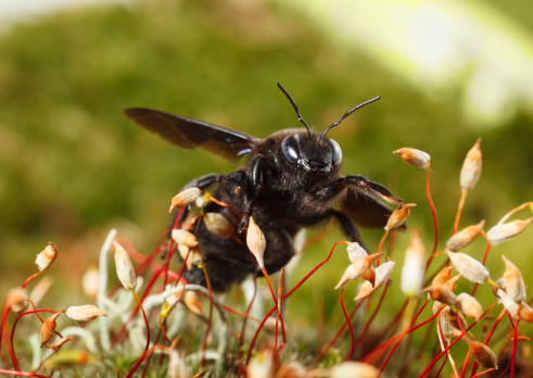 Macro of borer bee (Xylocopa violacea) over moss low angle view