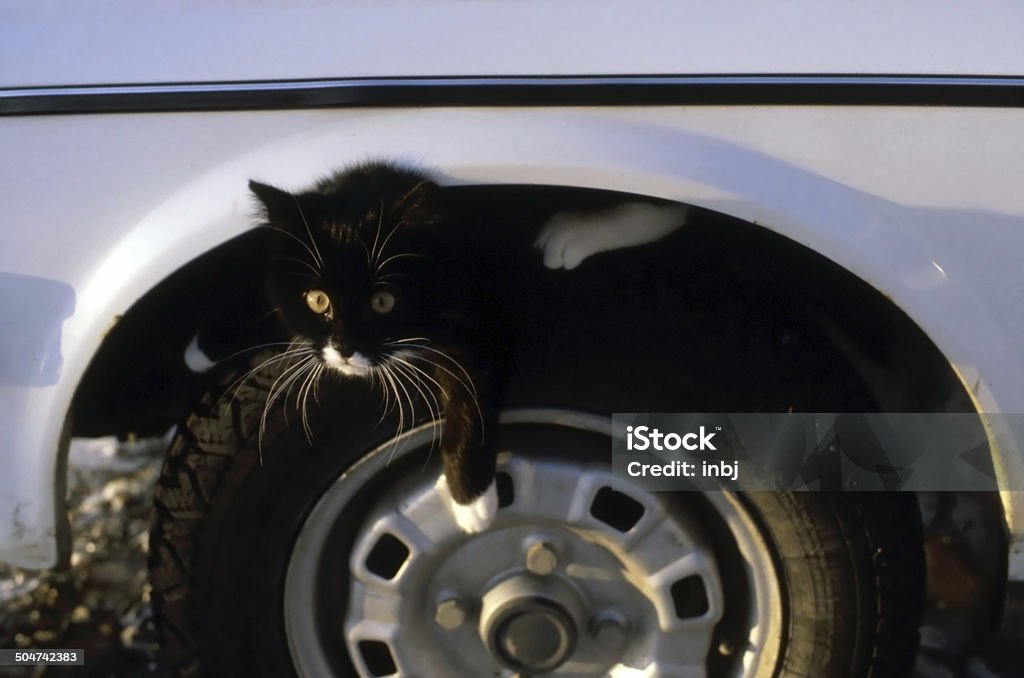 Cat is sitting on a wheel Black cat is sitting on a wheel of a car Car Accident Stock Photo