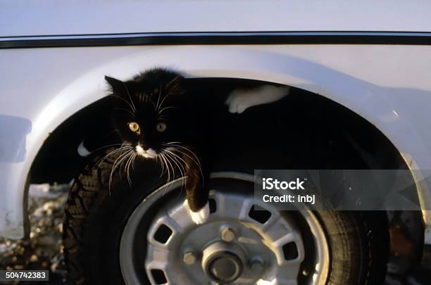 Cat Is Sitting On A Wheel Stock Photo - Download Image Now - Car Accident, Domestic Cat, Black Color