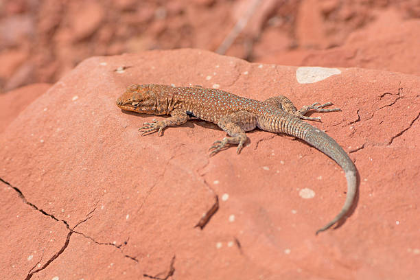 istock Common Side-Blotched Lizard in the Desert 504742416