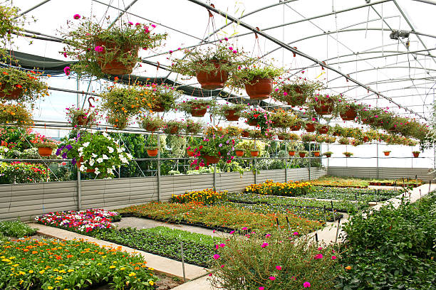 istock Plantation house 504742655