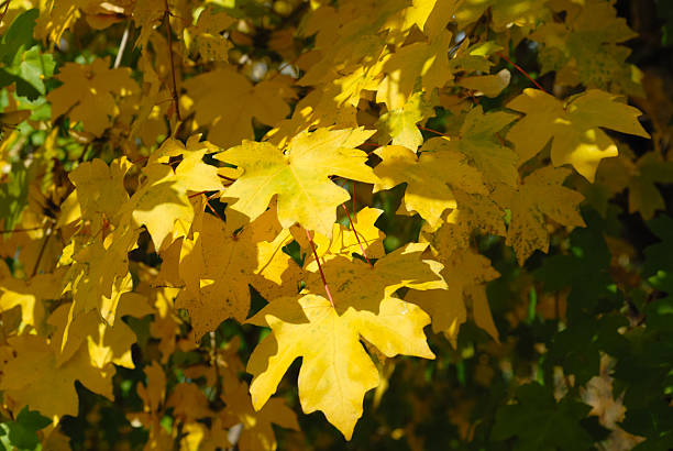 istock Autumn yellow leaves 504742751