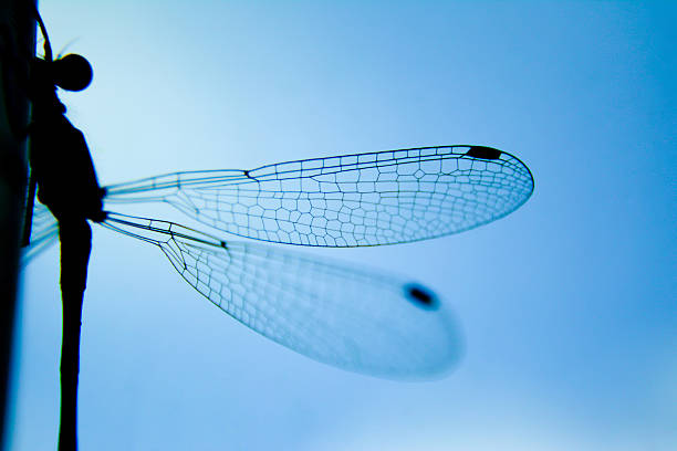 wing dragonfly close up  macro on a blue background