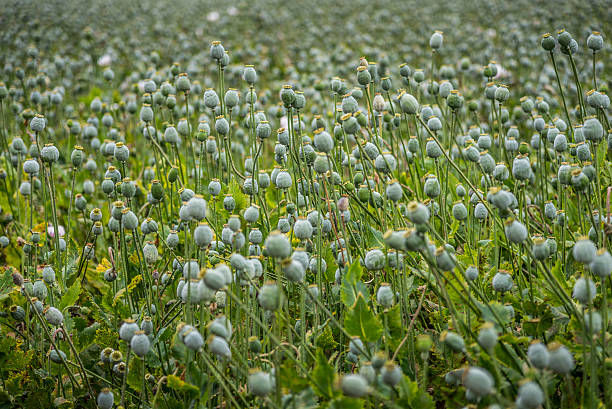 campo de amapolas de cápsulas - poppy capsule fotografías e imágenes de stock