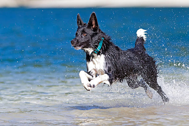 istock Border collie at the seaside 504744374