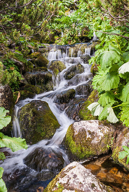 istock Beautiful water flow in Retezat Mountains 504747256
