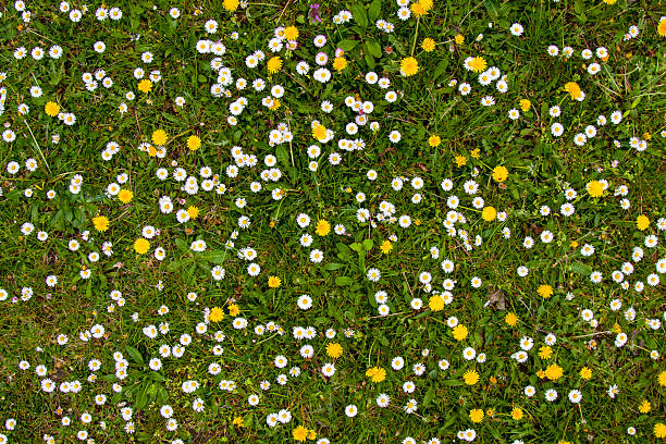 istock white daisies and yellow dandelions 504747870