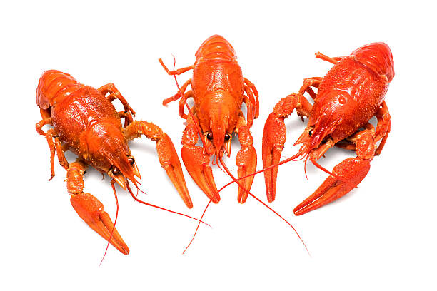 istock Photo of  three boiled crayfish 504748212