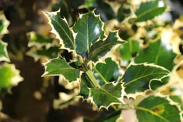 Photo showing some prickly variegated holly leaves, with dark green centres and attractive cream edges.  This is an especially popular form of holly, with the Latin name for this garden shrub being: Ilex aquifolium 'Argentea Marginata'.
