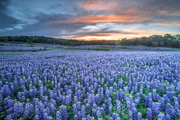 bluebonnets, texas - altramuz fotografías e imágenes de stock