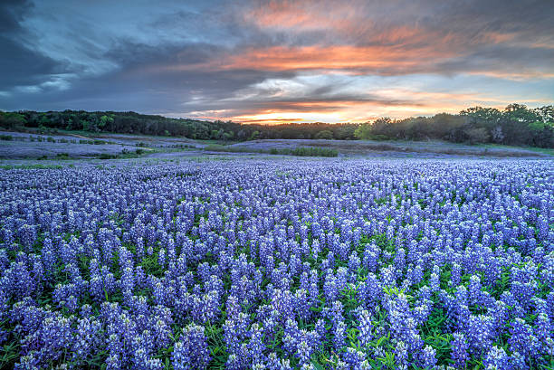Bluebonnets, TX Bluebonnets, Texas lupine flower photos stock pictures, royalty-free photos & images