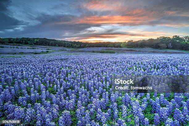 Bluebonnets Tx Stock Photo - Download Image Now - Bluebonnet, Texas, Texas Hill Country