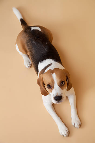 beagle filhote de cachorro deitado sobre um fundo bege - obedience pets loneliness looking at camera - fotografias e filmes do acervo