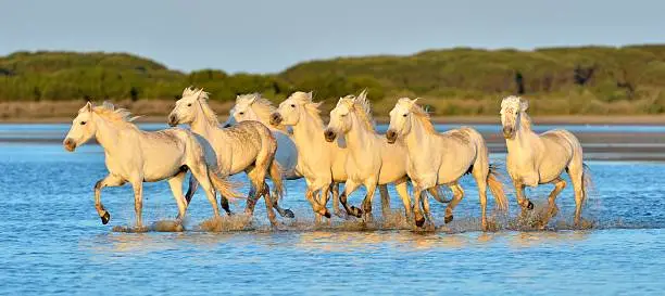 Herd of White Camargue Horses running on the water . Parc Regional de Camargue - Provence, France