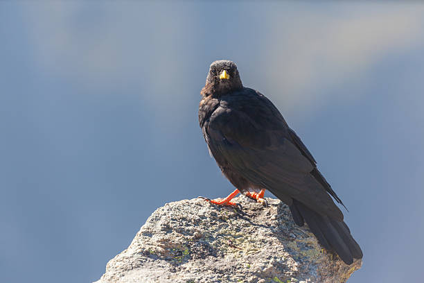 istock Close up view of an Alpine chough 504750010
