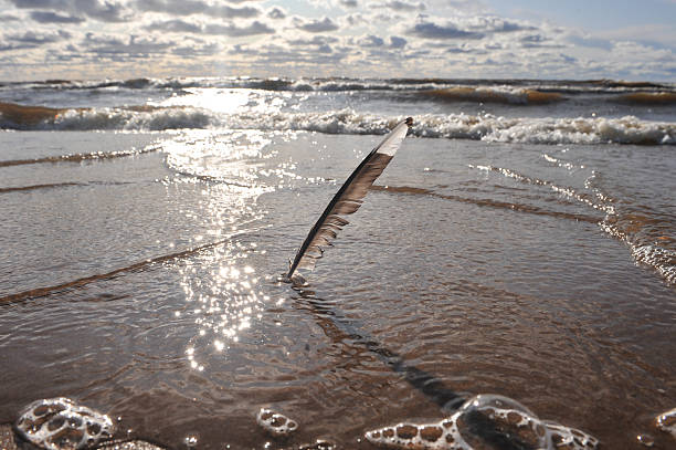 Feather of a bird in the foreground Seascape. Sandy beach, clear dayFeather of a bird in the foreground Seascape. Sandy beach, clear day