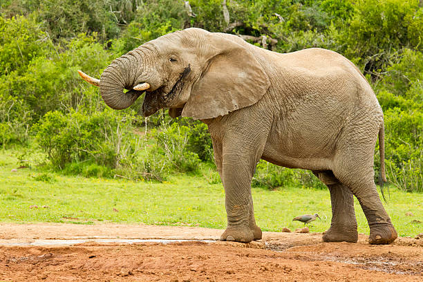 istock Male elephant having a drink at a waterhole 504750952