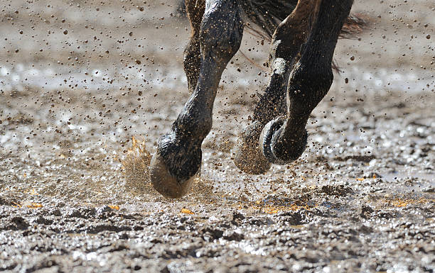 istock Horse's legs in the water 504751034
