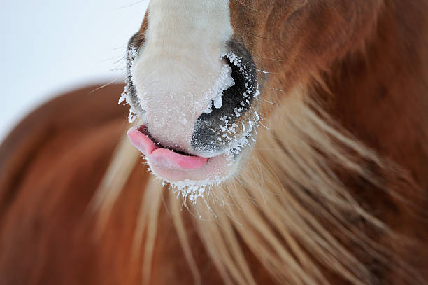 istock Funny licking horse 504751194