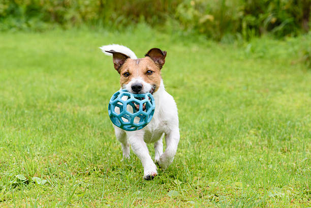 istock Happy dog running with ball 504752962