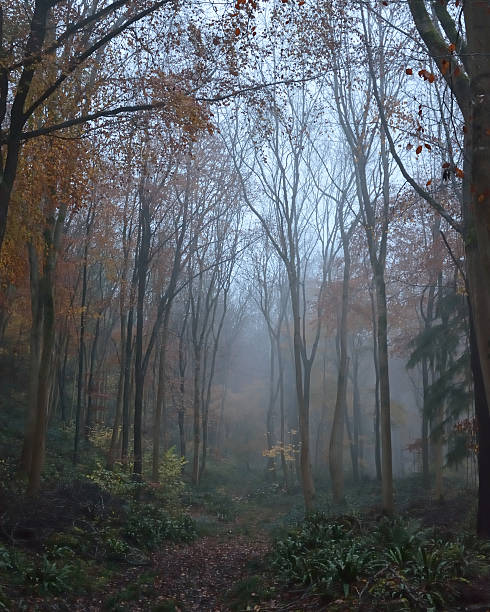 istock Misty beech woodland 504753626