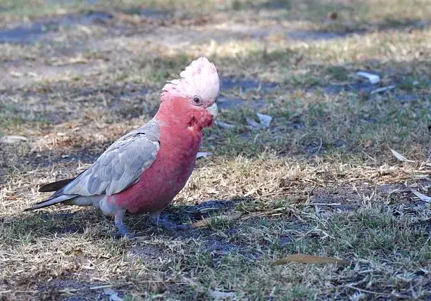 Single Galah Australian cockatoo bird with pink and grey feathers and elevated crest on grassy ground.