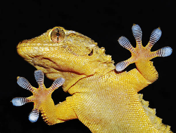 istock portrait of gecko 504754162