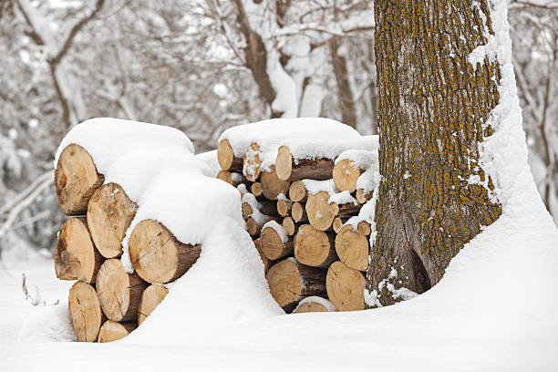 istock Snow Covered Stacks of Firewood - Minnesota Winter 504755866