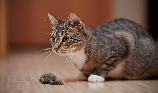 istock The striped cat with white paws plays with a toy mouse. 504756754