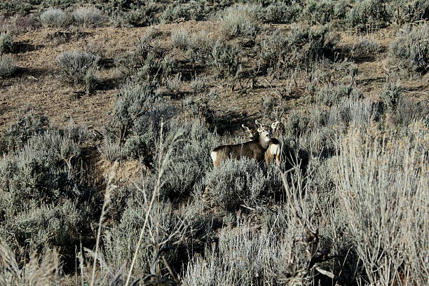 istock Two young deer in sage brush, looking at camera 504756836