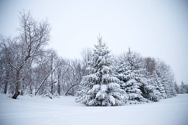 istock Snow Covered Trees - Minnesota Winter 504756910