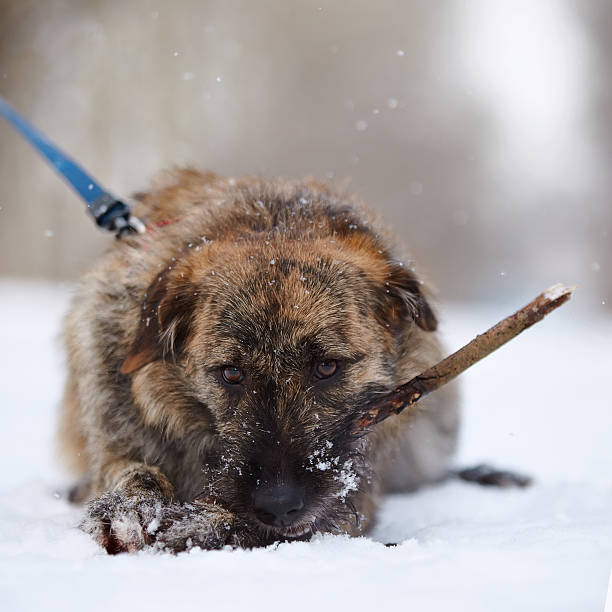 istock The shaggy mongrel gnaws a stick 504757054