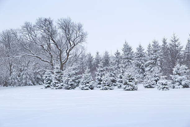 istock Snowy Field with Rows of Trees - Minnesota Winter 504757472