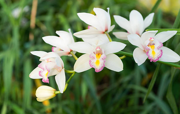 istock Hibrid white tiger orchid 504757604