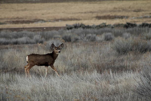 istock Young deer walking in field, looking forward right 504757804