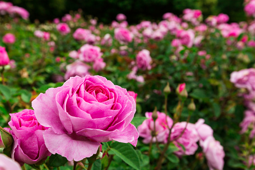Beautiful Tea rose in the garden, background with copy space, full frame horizontal composition