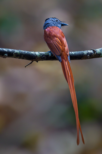 Backside of male Asian paradise flycatcher (Terpsiphone paradisi) in deep forest in nature at Kengkracharn National Park,Thailand