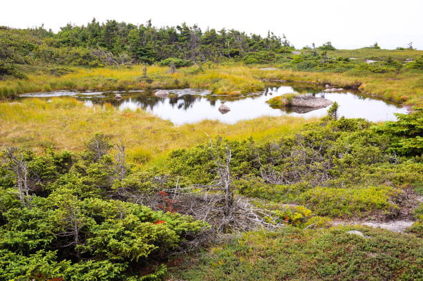 monte-de-sela - saddleback mountain imagens e fotografias de stock