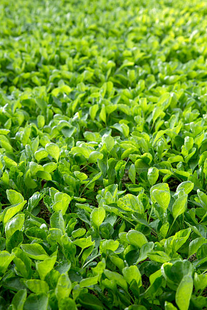istock Garland Chrysanthemum glow in hydroponics system 504759092