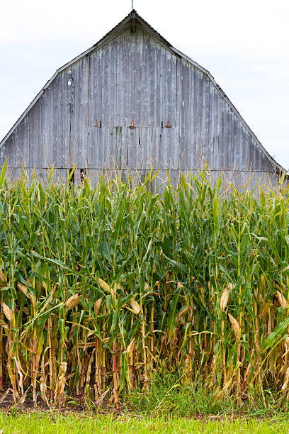 istock Midwest Scene: Weathered Gray Wood Barn in Cornfield 504780312