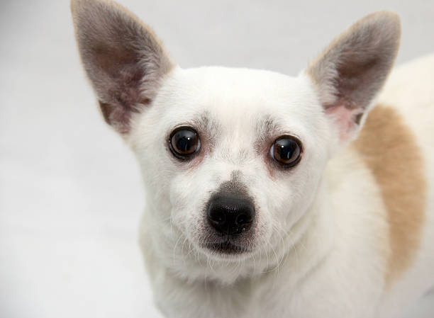 istock Chihuahua Close Up 504780314