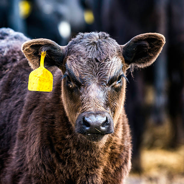 istock Black Angus calf with yellow ear tag 504781656